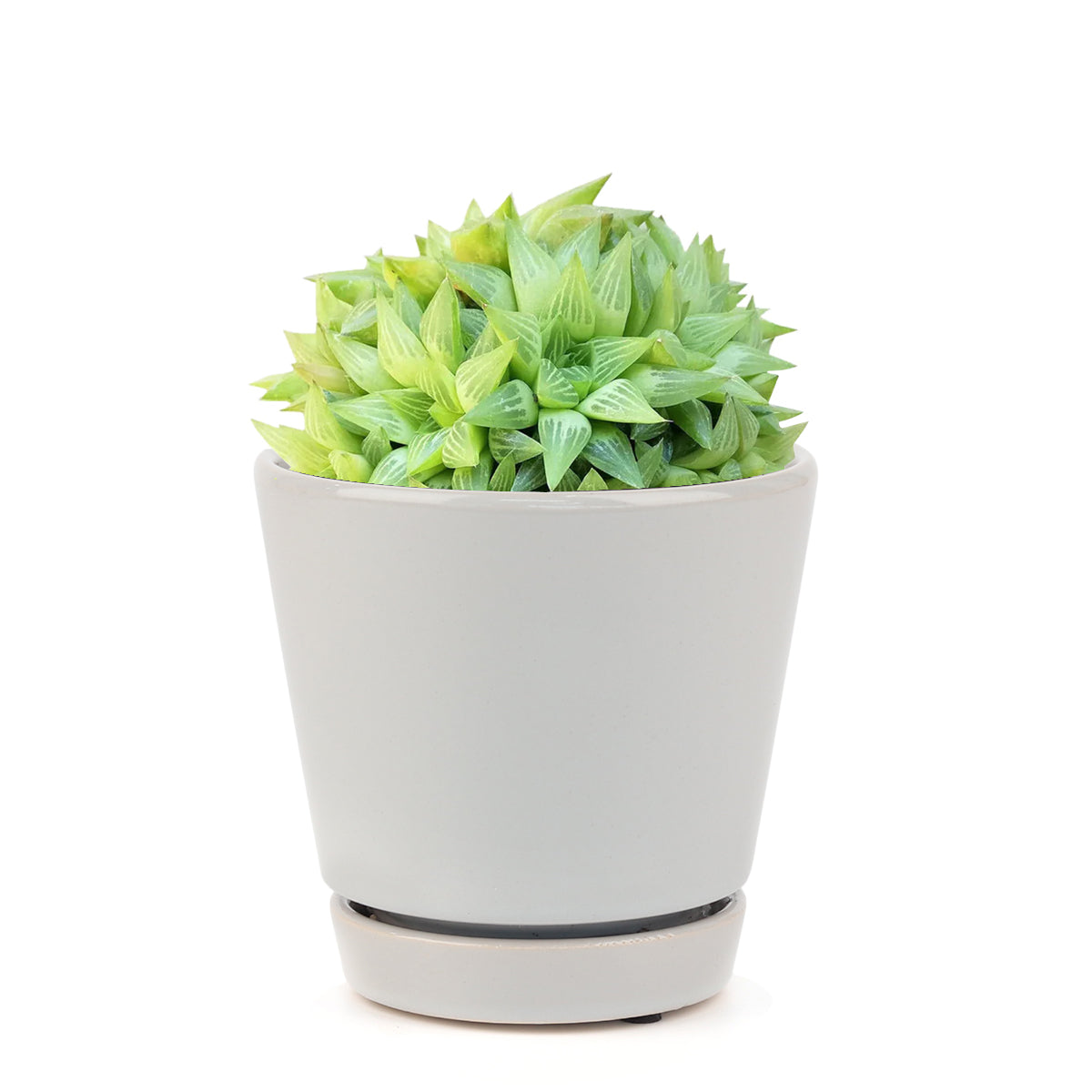 how to grow succulents, succulent care, Star Window Haworthia Succulent in California, How to grow Star Window Haworthia Succulent. indoor succulents