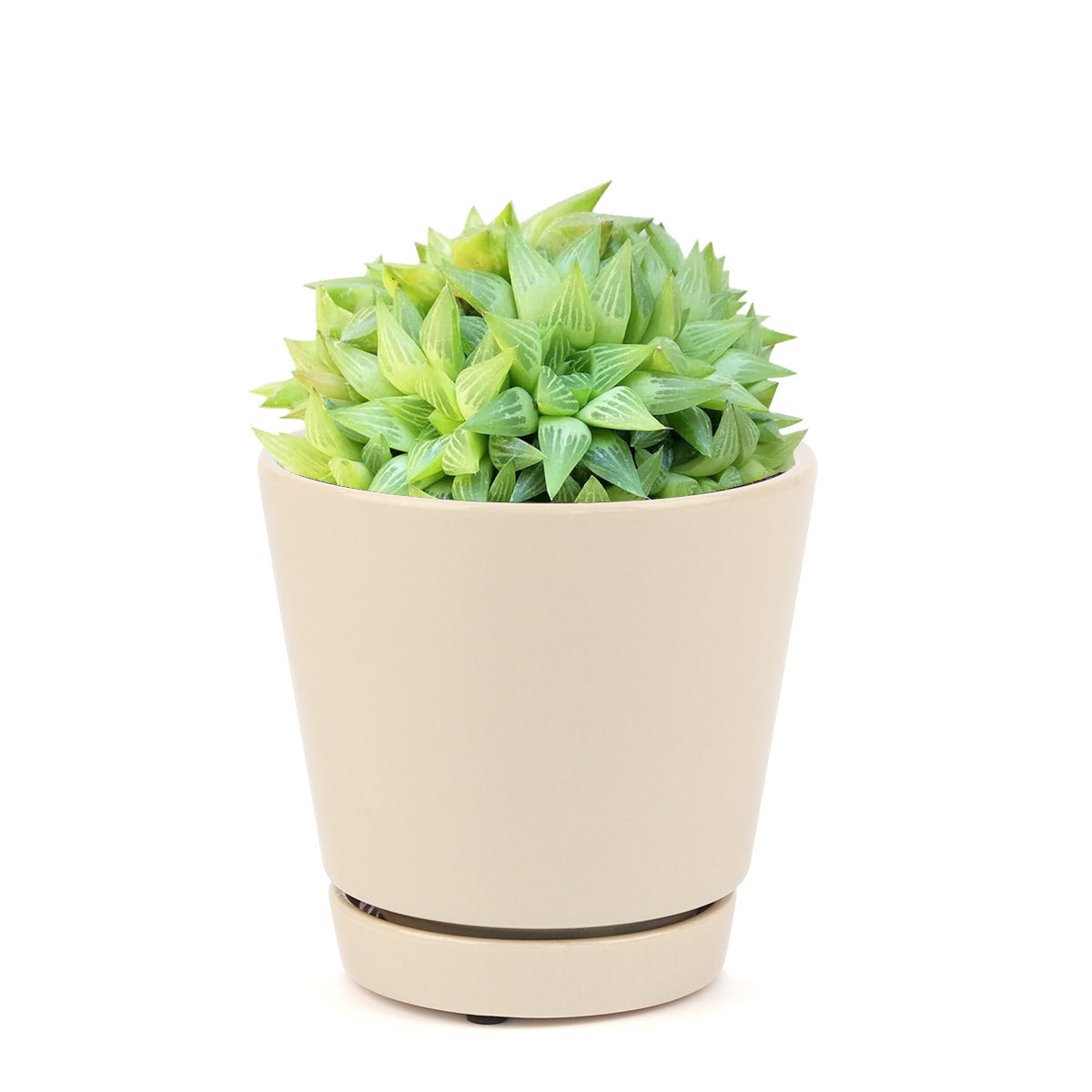 where can i buy a succulent near me Window Haworthia Succulent