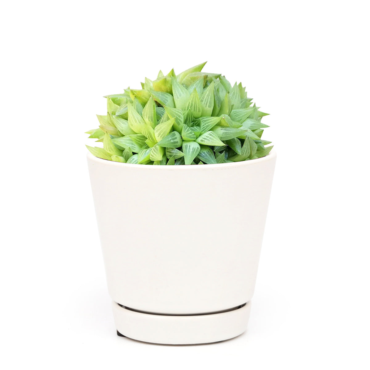 succulent window garden Window Haworthia Succulent