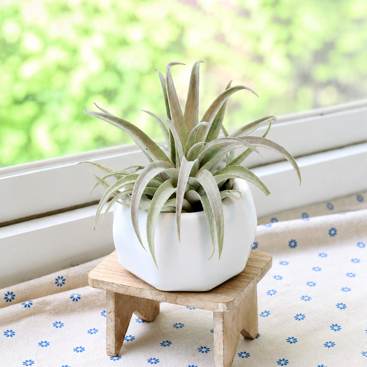 buy assorted tillandsia air plant with white geometric ceramic container live air plant online, silvery-green textured rosette leaves, compact clumping growth form, easy care and soil-free, modern geometric decor accent, makes a stylish minimalist gift