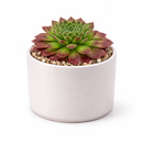 buy 2 inch sempervivum pacific trails hens and chicks online, sempervivum pacific trails colorful rosette succulent, low maintenance sempervivum for sunny gardens