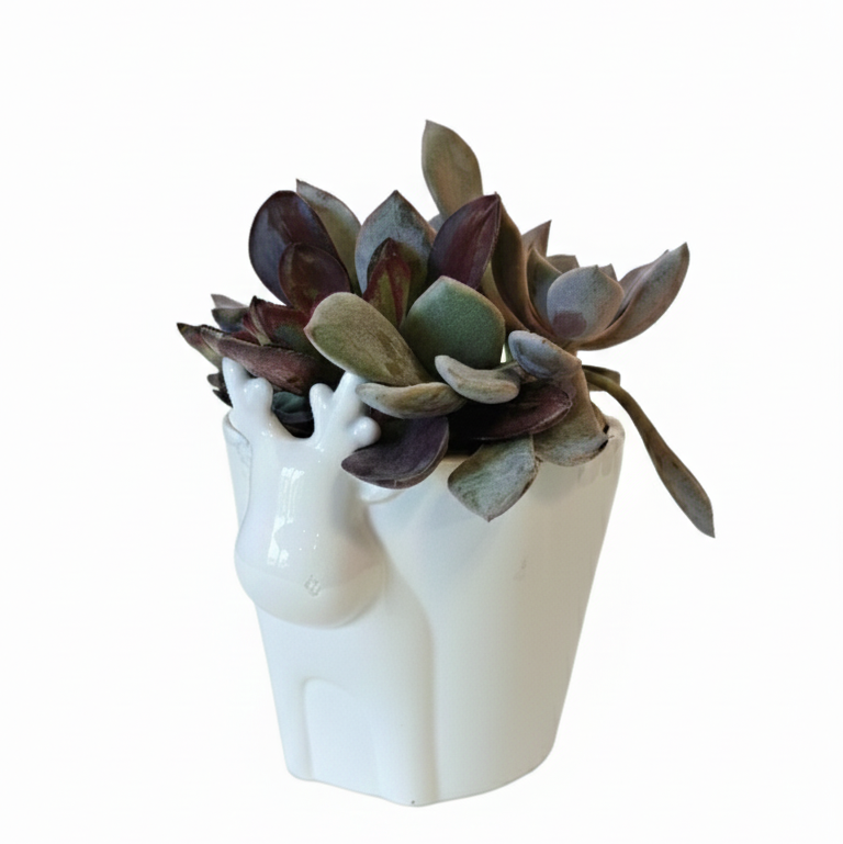 White Reindeer Head Ceramic Pot with Succulents Arrangement, 4 inch White Ceramic Pot with Succulents Arrangement, top christmas gifts for 2025 for her