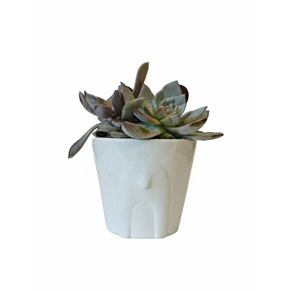 holiday gifts 2025, holiday gift ideas, holiday decoration, 4 inch succulent arrangement for sale, buy christmas gifts online