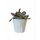 holiday gifts 2025, holiday gift ideas, holiday decoration, 4 inch succulent arrangement for sale, buy christmas gifts online