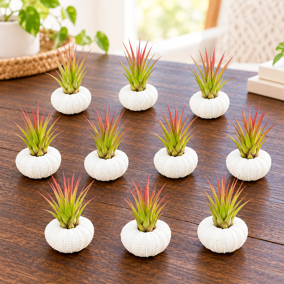 ten white urchin-shaped ceramic planters arranged in a group display, each holding a green tillandsia air plant, shown on a neutral surface with soft natural lighting