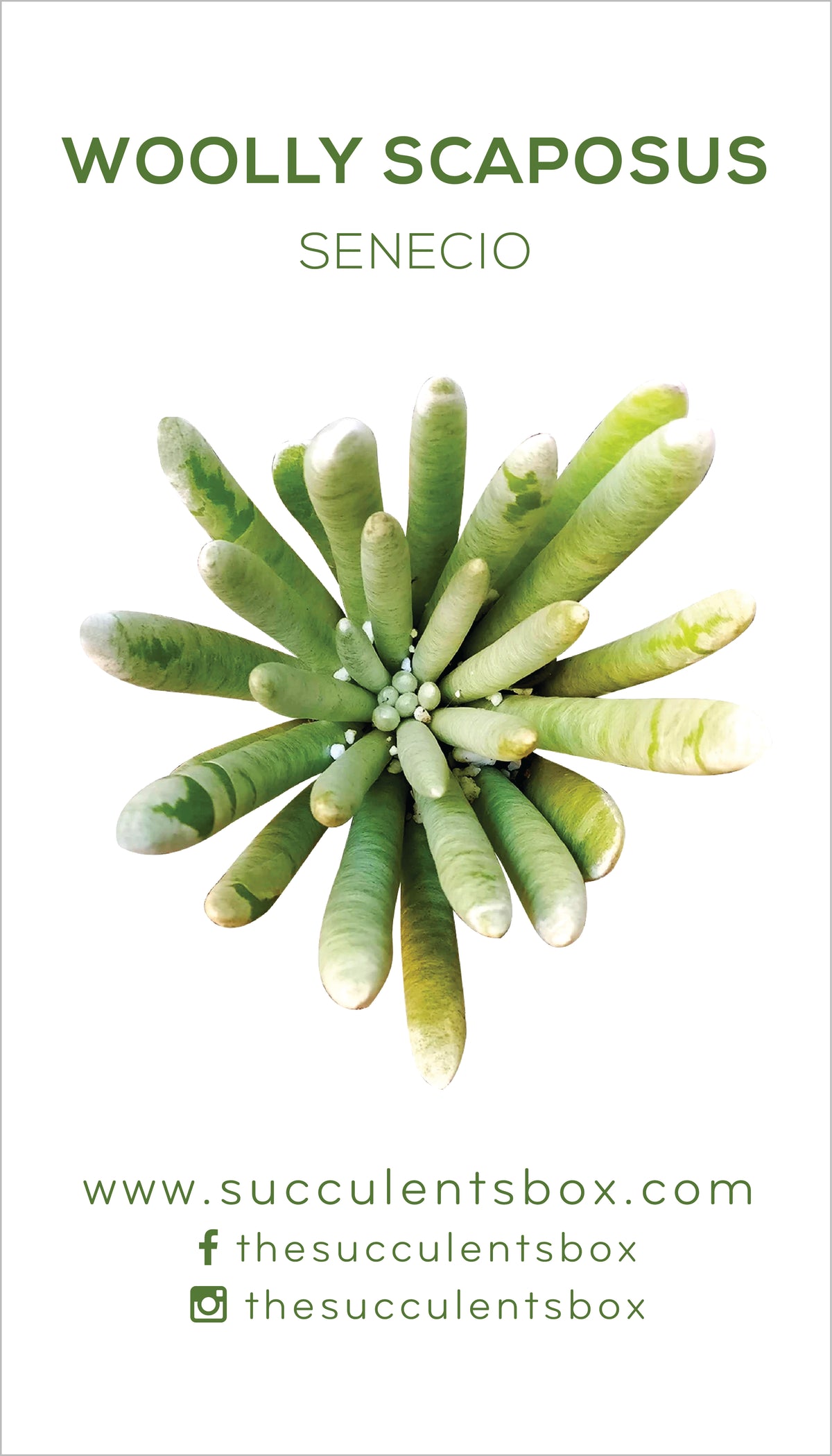 Senecio Succulent ID Cards