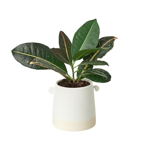 succulent knobs 5-Inch Knob Cylinder Ceramic Planter | Simple & Stylish Decorative Pot