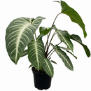 Buy Xanthosoma lindenii, Angel Wing Plant 6 inch Plastic Pot, Rare Tropical Plants, Large Leaf Indoor Plants, Easy Care Aroids