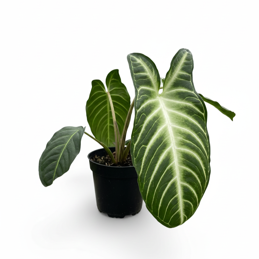 Xanthosoma lindenii Angel Wing Houseplant in 4 inch Grower Pot for sale, Rare Tropical Plants with White Veined Foliage, Arrowhead Shaped Leaves, Easy Care Aroids, Interior Design Plants