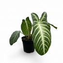Buy Xanthosoma lindenii, Angel Wing Plant 6 inch Plastic Pot, Rare Tropical Plants, Large Leaf Indoor Plants, Easy Care Aroids
