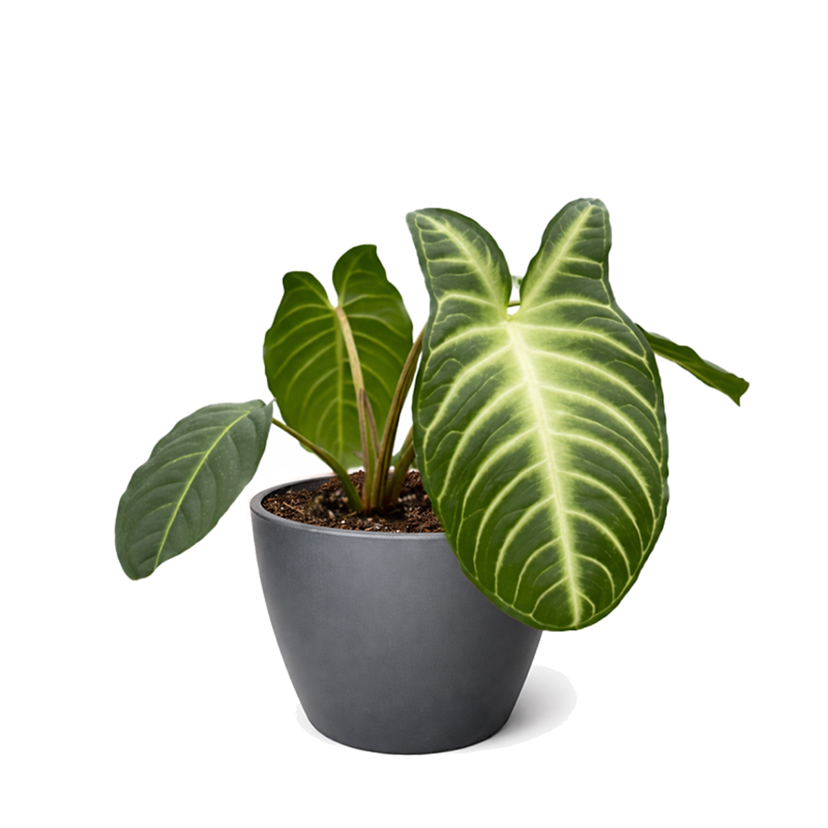 Xanthosoma lindenii Angel Wing Houseplant in 4 inch Grower Pot for sale, Rare Tropical Plants with White Veined Foliage, Arrowhead Shaped Leaves, Easy Care Aroids, Interior Design Plants