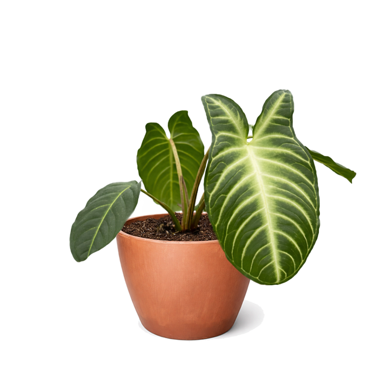 Xanthosoma lindenii Angel Wing Houseplant in 4 inch Grower Pot for sale, Rare Tropical Plants with White Veined Foliage, Arrowhead Shaped Leaves, Easy Care Aroids, Interior Design Plants