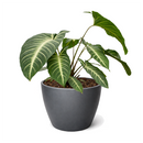 Xanthosoma lindenii Angel Wing Houseplant in 4 inch Grower Pot for sale, Rare Tropical Plants with White Veined Foliage, Arrowhead Shaped Leaves, Easy Care Aroids, Interior Design Plants