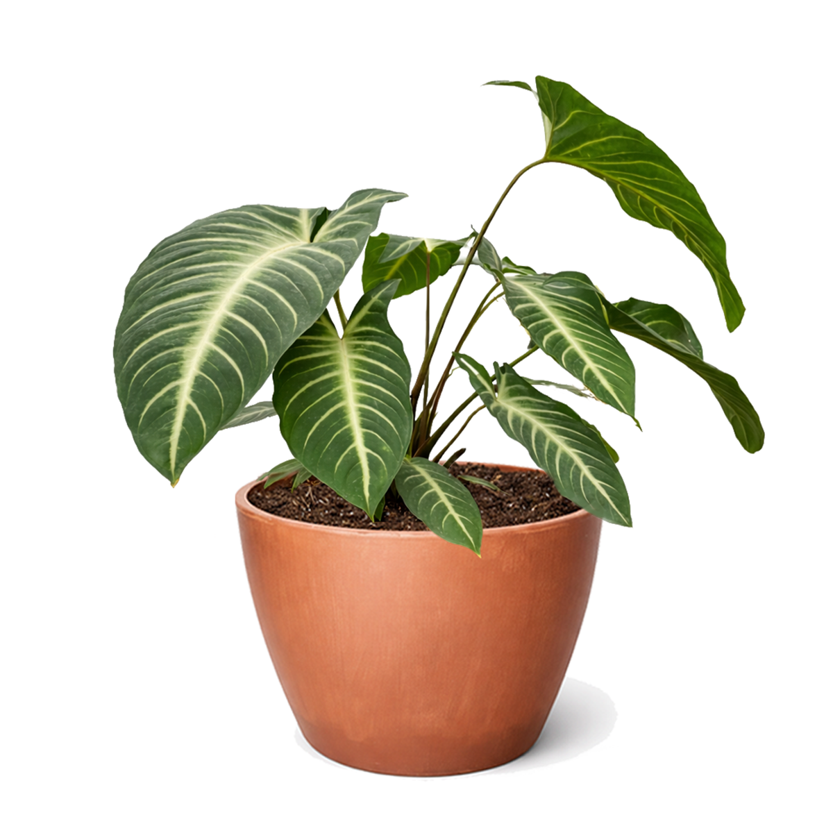 Xanthosoma lindenii Angel Wing Houseplant in 4 inch Grower Pot for sale, Rare Tropical Plants with White Veined Foliage, Arrowhead Shaped Leaves, Easy Care Aroids, Interior Design Plants