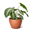 Xanthosoma lindenii Angel Wing Houseplant in 4 inch Grower Pot for sale, Rare Tropical Plants with White Veined Foliage, Arrowhead Shaped Leaves, Easy Care Aroids, Interior Design Plants