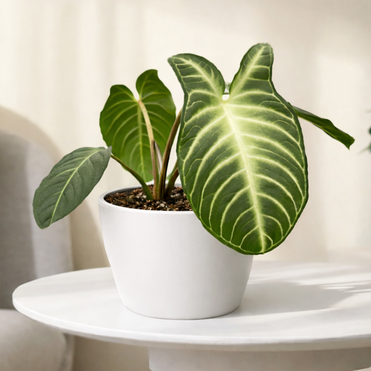 Xanthosoma lindenii Angel Wing Houseplant in 4 inch Grower Pot for sale, Rare Tropical Plants with White Veined Foliage, Arrowhead Shaped Leaves, Easy Care Aroids, Interior Design Plants