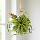 tillandsia xerographica, xerographica air plant, xerographica care, xerographica air plant care, xerographic copy paper, xerographic definition, xerographica bloom, xerographica flower
