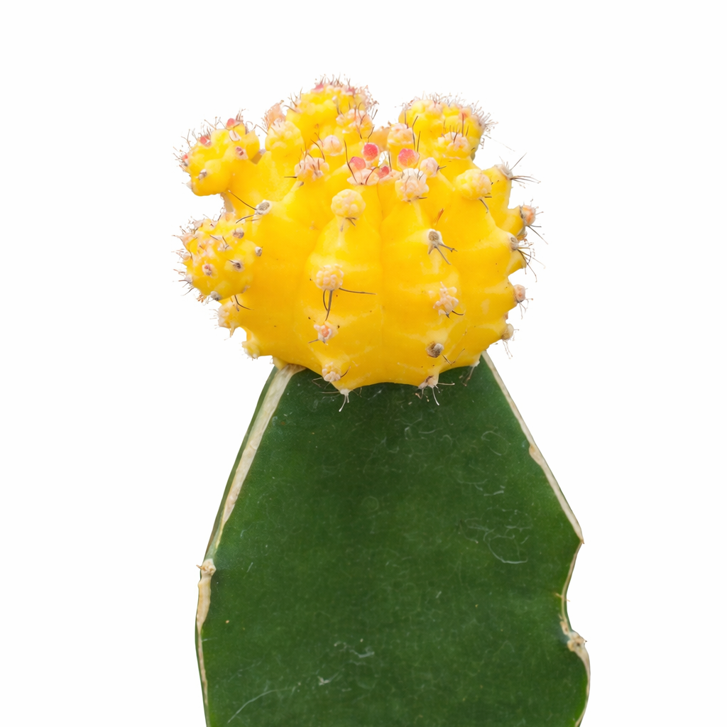 2 inch Yellow Grafted Moon Cactus, yellow succulents, indoor succulents, succulent care guide, buy succulents online