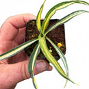 Yucca 'Color Guard' in a clay pot, green succulents, indoor succulents, succulent care guide, buy succulents online