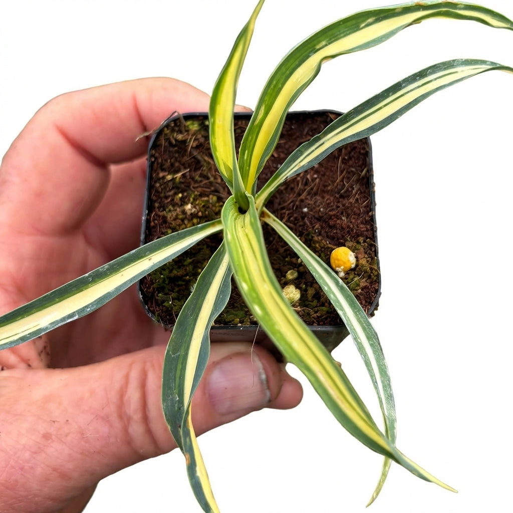 2 inch Yucca 'Color Guard', green succulents, indoor succulents, succulent care guide, buy succulents online