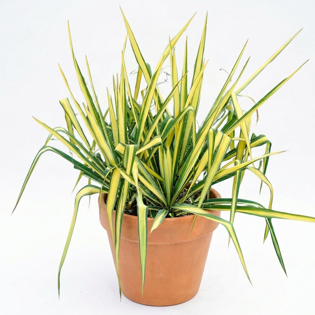 is a yucca plant a succulent Yucca 'Color Guard'