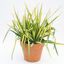 Yucca 'Color Guard' in a clay pot, green succulents, indoor succulents, succulent care guide, buy succulents online