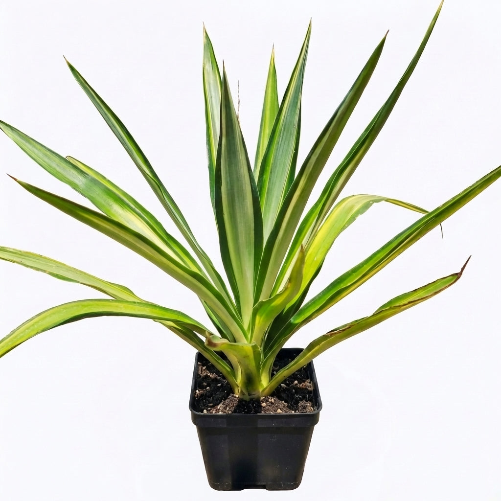 Yucca 'Color Guard' in a plastic pot, green succulents, indoor succulents, succulent care guide, buy succulents online