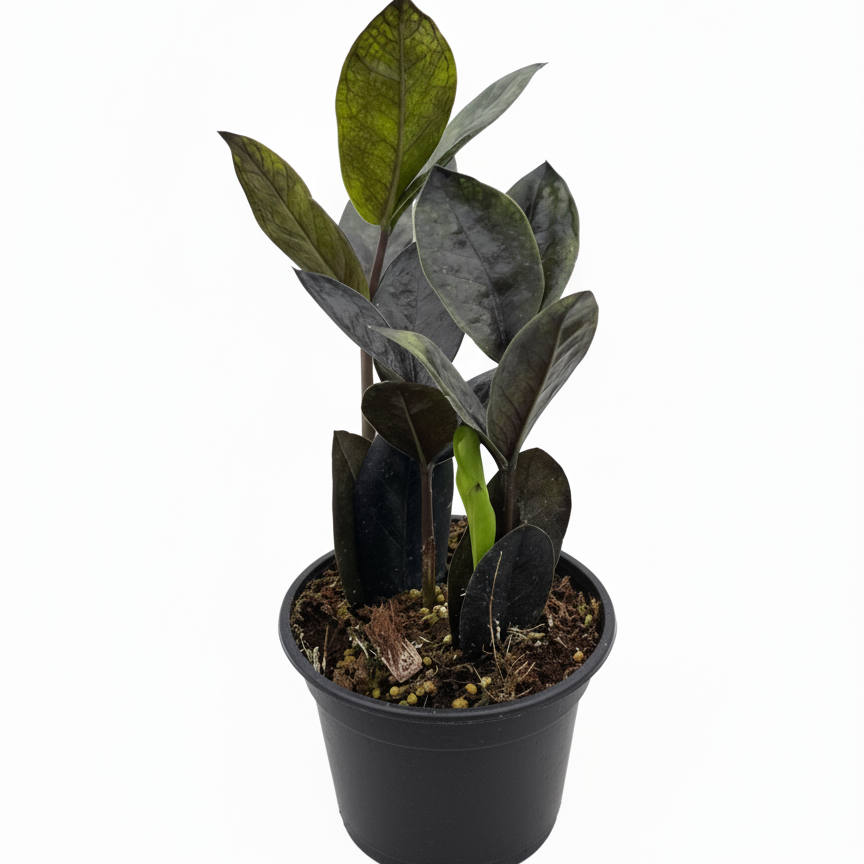 4 inch ZZ Zamioculcas &#39;Black Queen&#39;, 4 inch houseplants, small houseplants for sale, live indoor plants, plant shops in ca