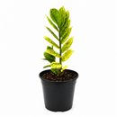 Buy Zamioculcas 'Chameleon' 6 inch online. Zamioculcas 'Chameleon' is an eye-catching houseplant with glossy foliage that transitions from bright chartreuse to deep green over time. It thrives in bright, indirect light and requires only occasional watering in well-draining soil. This resilient plant is a perfect addition to homes, offices, and modern interiors.