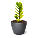 Buy Zamioculcas 'Chameleon' 6 inch online. Zamioculcas 'Chameleon' is an eye-catching houseplant with glossy foliage that transitions from bright chartreuse to deep green over time. It thrives in bright, indirect light and requires only occasional watering in well-draining soil. This resilient plant is a perfect addition to homes, offices, and modern interiors.