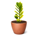 Buy Zamioculcas 'Chameleon' 6 inch online. Zamioculcas 'Chameleon' is an eye-catching houseplant with glossy foliage that transitions from bright chartreuse to deep green over time. It thrives in bright, indirect light and requires only occasional watering in well-draining soil. This resilient plant is a perfect addition to homes, offices, and modern interiors.