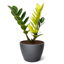 Buy Zamioculcas 'Chameleon' 6 inch online. Zamioculcas 'Chameleon' is an eye-catching houseplant with glossy foliage that transitions from bright chartreuse to deep green over time. It thrives in bright, indirect light and requires only occasional watering in well-draining soil. This resilient plant is a perfect addition to homes, offices, and modern interiors.