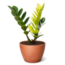 Buy Zamioculcas 'Chameleon' 6 inch online. Zamioculcas 'Chameleon' is an eye-catching houseplant with glossy foliage that transitions from bright chartreuse to deep green over time. It thrives in bright, indirect light and requires only occasional watering in well-draining soil. This resilient plant is a perfect addition to homes, offices, and modern interiors.