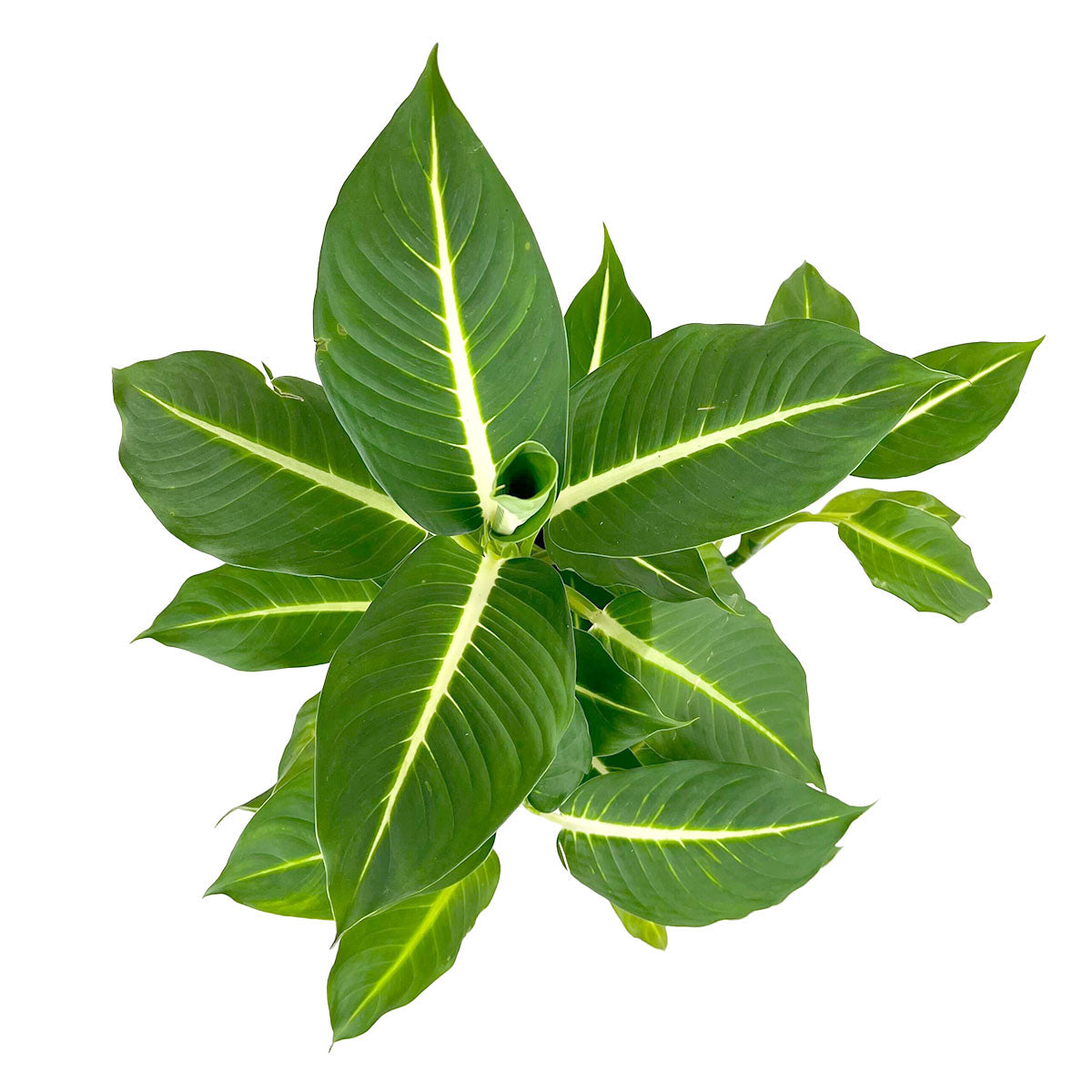 6-inch Dieffenbachia &#39;Green Magic&#39; for sale online, a Tropical houseplant with striking green foliage for home decoration, Live indoor plant gift ideas