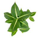 Dieffenbachia Green Magic 6-inch houseplants, live plants for sale, Beautiful foliage houseplants for Home Office