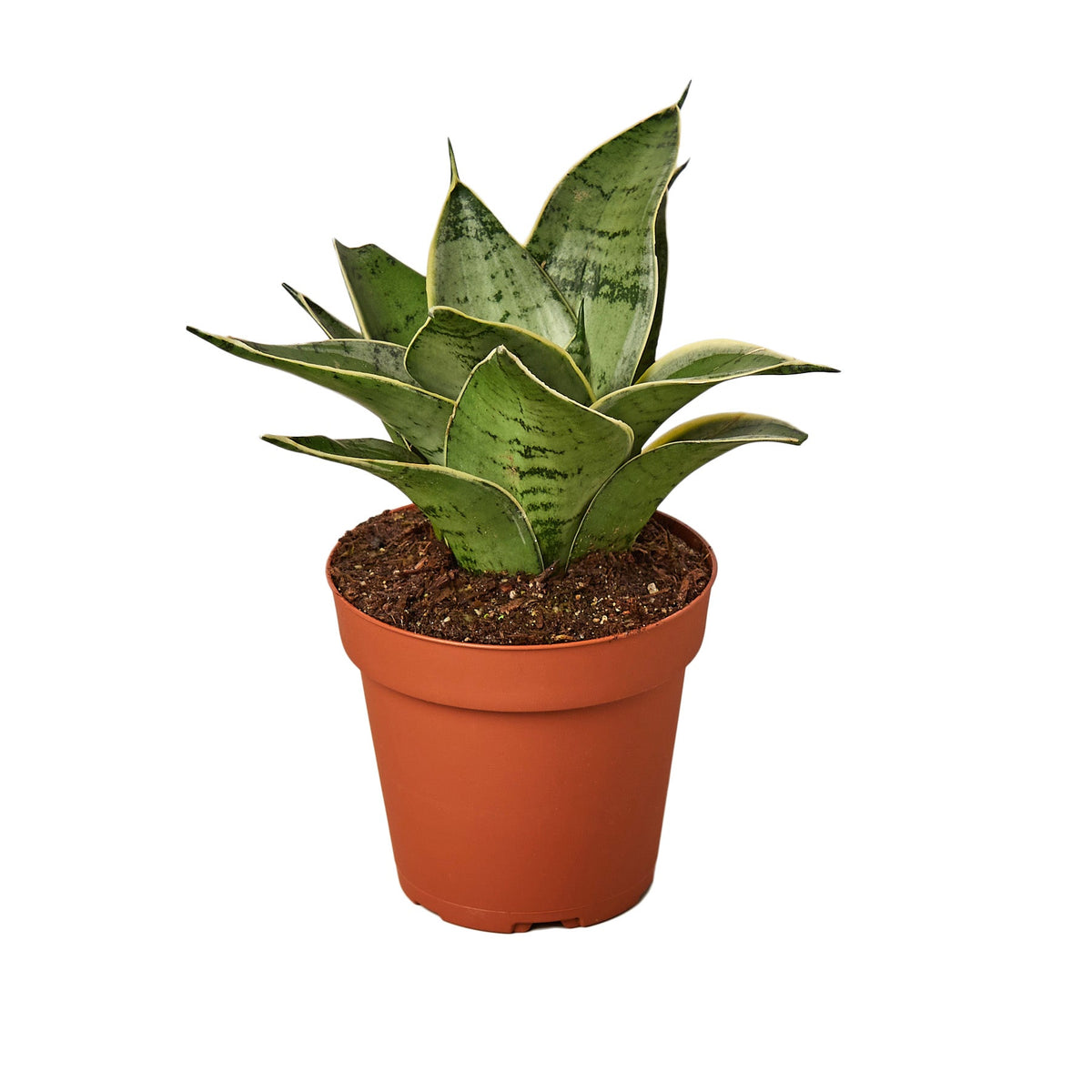 buy snake plant starlight live houseplant 3" pot online, grey-green dappled upright leaves, dusty yellow leaf edges, tight rosette growth form, drought tolerant succulent foliage, air purifying trait, modern minimalist desk decor, thoughtful housewarming gift for plant lovers