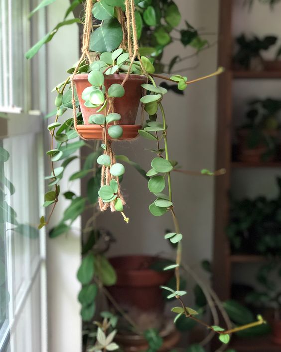 Peperomia Hope care guide, medium-light houseplant, houseplant for hanging baskets, light and watering requirement for Peperomia Hope, how to grow peperomia hope