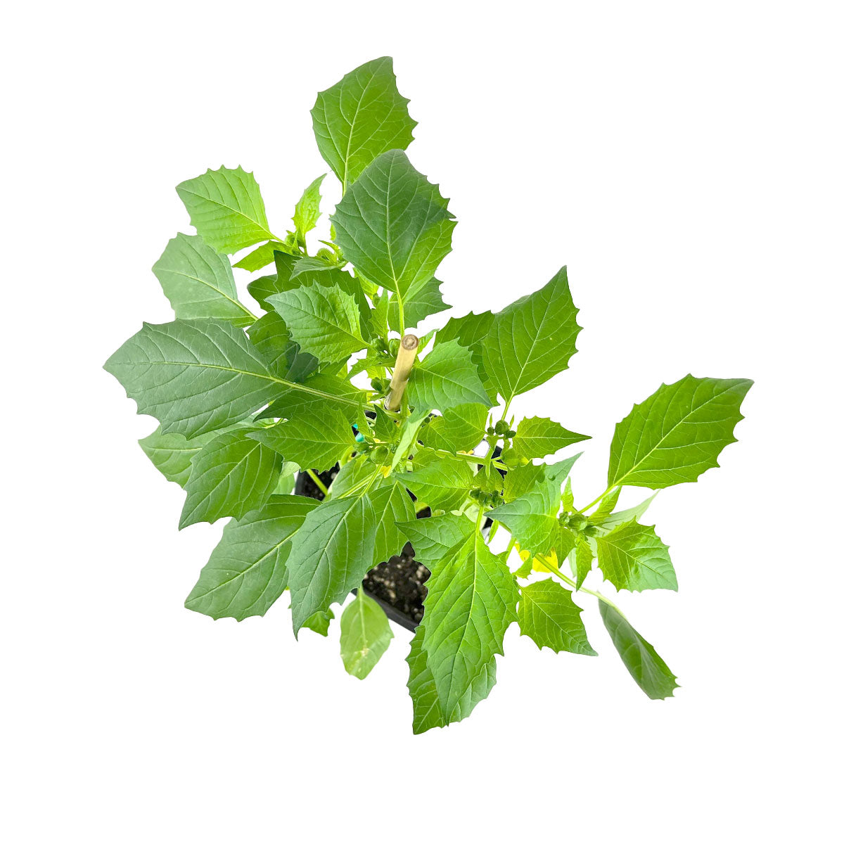 Buy Tomatillo Verde plant 1 gallon, Growing Tomatillo Verde in a 1 gallon pot, Tart and flavorful tomatillos for delicious homemade salsas