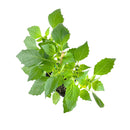 Tomatillo Verde plant container size, Tomatillo Verde plant online 1 gallon