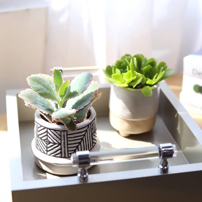 scalloped leaf succulent Lavender Scallops Kalanchoe