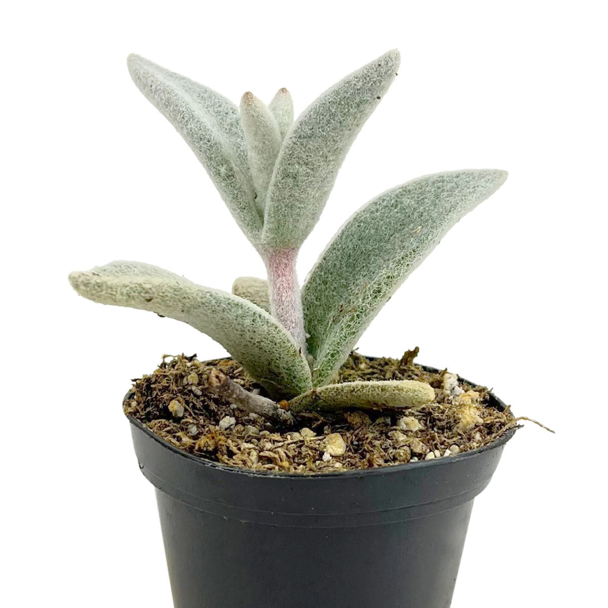 Polar Bear Kalanchoe Plant 4 inch Plastic Pot for Sale Online, Types of Kalanchoe Plants to Grow, Small Teddy Bear Panda Plant 