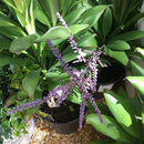 Cordyline fruticosa Glauca 4-inch plant, a Low-maintenance and air-purifying plant perfect for modern home décor