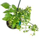 vegetable live plants, 8 inch vegetable live plants, vegetable live plants in ca