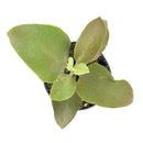 Buy unique &amp; colorful Kalanchoe Succulent, 4 inch Kalanchoe orgyalis Copper Spoons Succulent Plant for sale, Unique Succulents to Grow