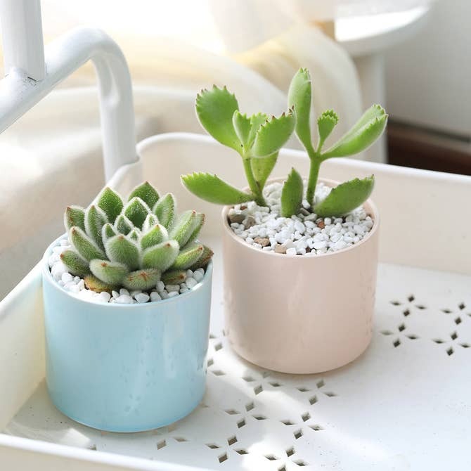 Blue modern cylinder ceramic pot for succulents, Buy decorative ceramic pot online, Succulent cactus pot for sale
