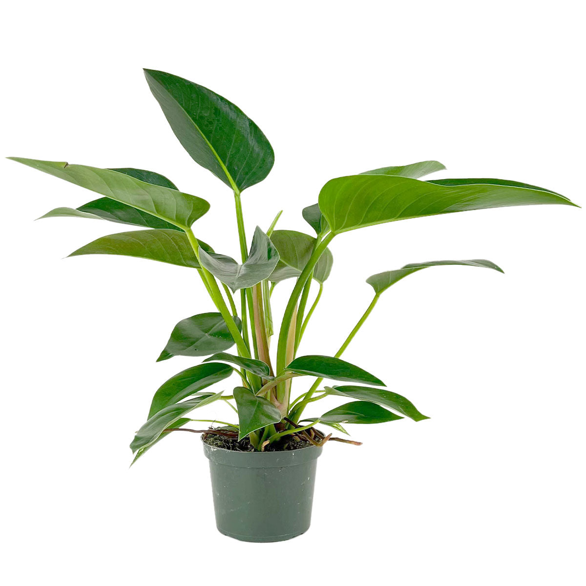 Buy Philodendron Congo Green 6 inch plant, Elegant tropical plant for home office, Ideal low maintenance houseplants for beginners, Easy to care indoor plant