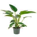 Philodendron Congo Green 6 inch for sale online, Rare foliage plant for home office decor, Fast-growing plant with a striking glossy heart-shaped foliage
