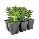 Shop Sedeveria Jet Beads unique succulent, Rare succulent gift ideas, Black bead-shaped leaves chubby plant to grow