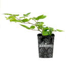 chester blackberry, chester blackberry for sale in ca, buy chester blackberry online