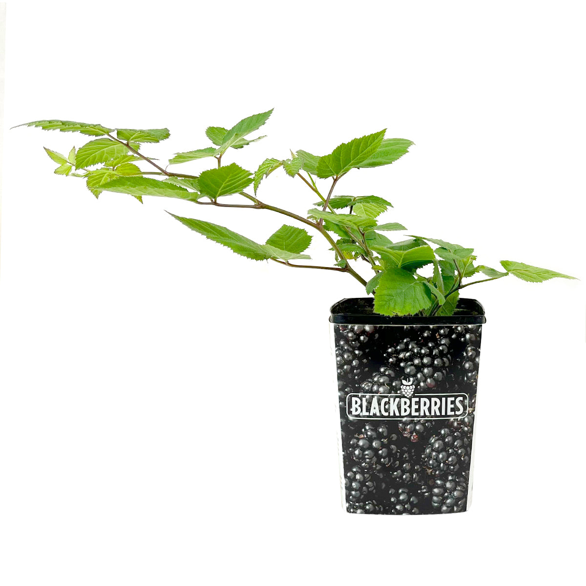 Blackberry Chester, 4 inch Blackberry Chester, Blackberry Chester live plants